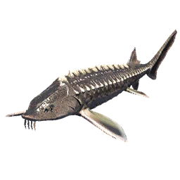Sturgeon