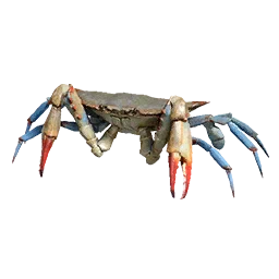 Blue Crab