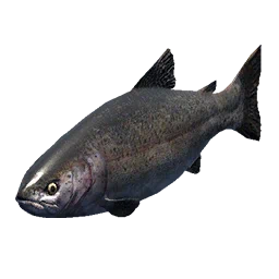 Trout