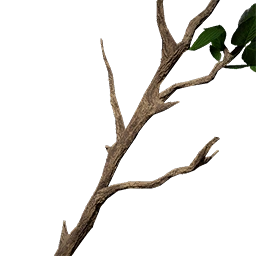 Ast