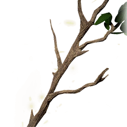 新木樹枝