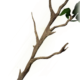 秀木樹枝