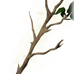 成木樹枝