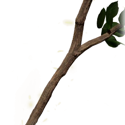 堅硬的新木樹枝