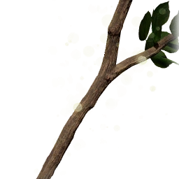 堅硬的苗木樹枝