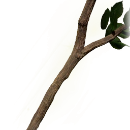 堅硬的秀木樹枝