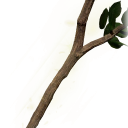 堅硬的成木樹枝
