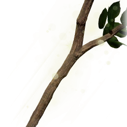 堅硬的巨木樹枝