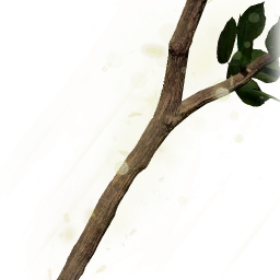 堅硬的古木樹枝