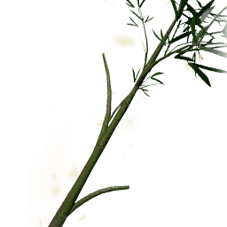 新木竹枝