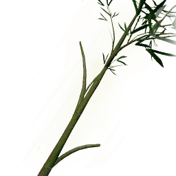 秀木竹枝