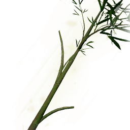 成木竹枝