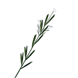 Flax