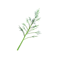 Asparagus