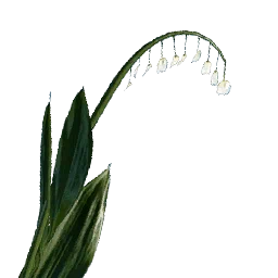 Lily of the Valley
