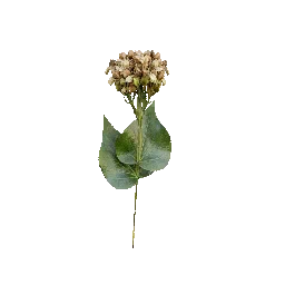 Buckwheat