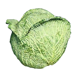 Cabbage