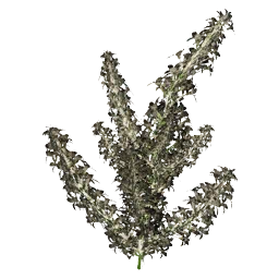 False Hellebore