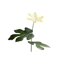 Palmar Leaf