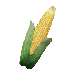 Corn