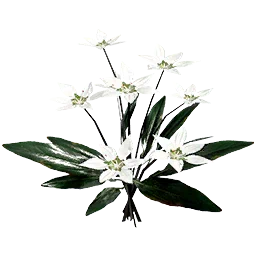False Starwort