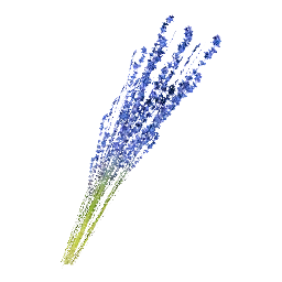 Blue Lavender