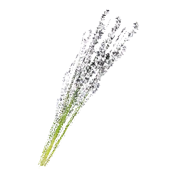 White Lavender