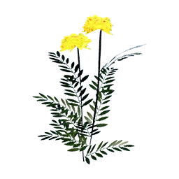 Marigold