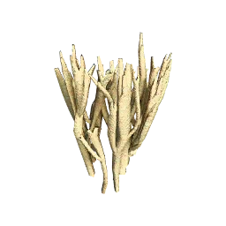 Coral Mushroom