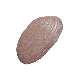 Freshwater Clam