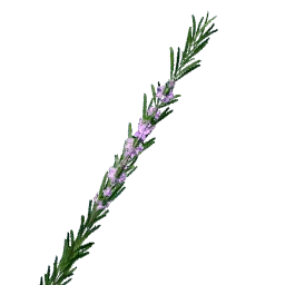 Rosemary