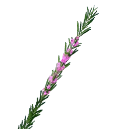 Pink Rosemary
