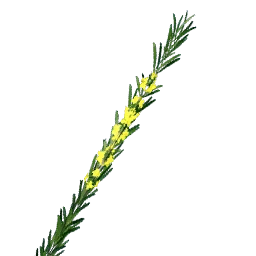 Yellow Rosemary