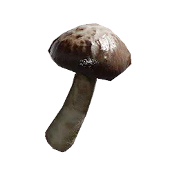 Oakwood Mushroom