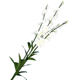 Snapdragon