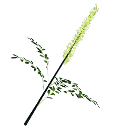 Shrubby Sophora