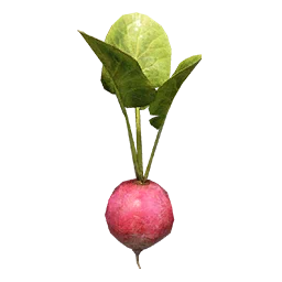 Turnip