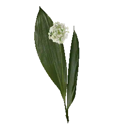 Wild Garlic