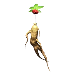 Ginseng