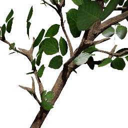 粗硬的樹枝
