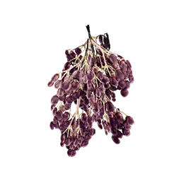 Elderberry