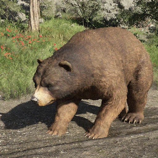 Oso