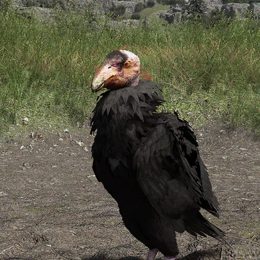 Cóndor