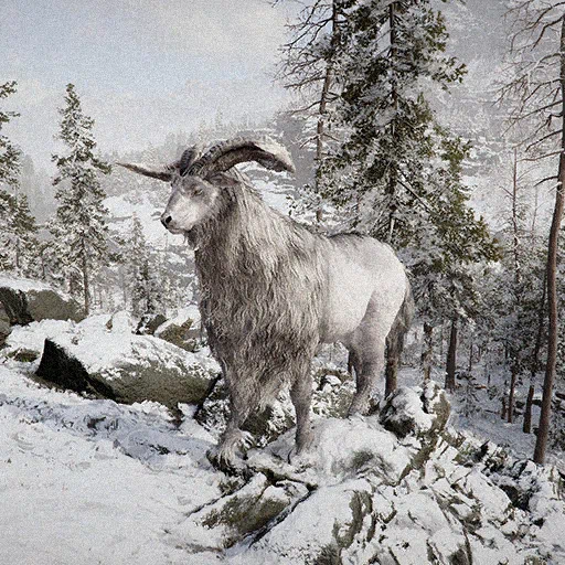 White Elk
