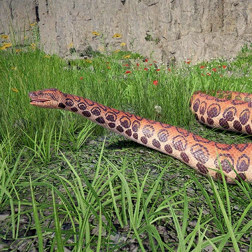 Rainbow Boa