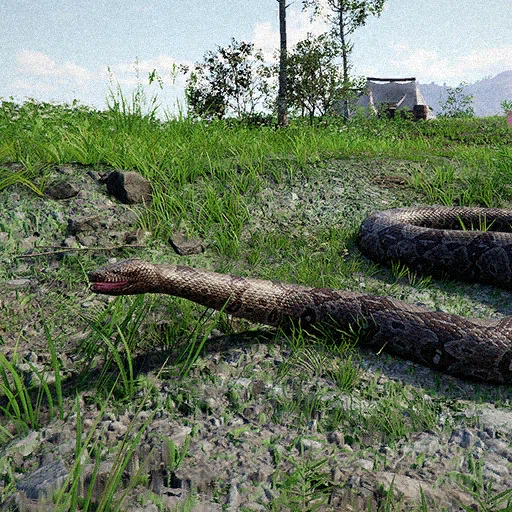 Red-Tailed Boa