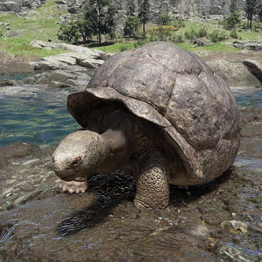 Schildkröte