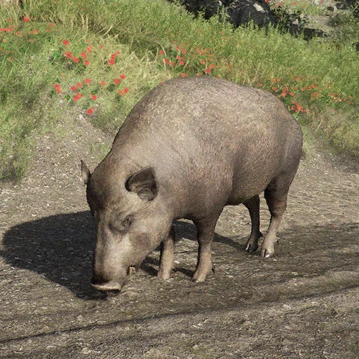 Cinghiale