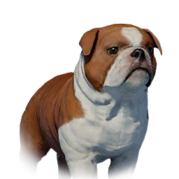 Floppy-Eared Bulldog