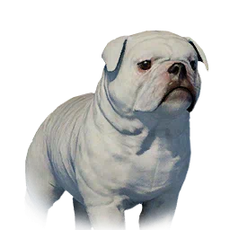Floppy-Eared Bulldog